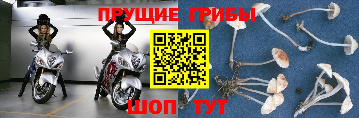 Псилоцибиновые грибы мицелий Заволжье